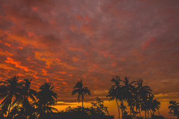 Fantastic silhouette coconut tree and sunset sky background