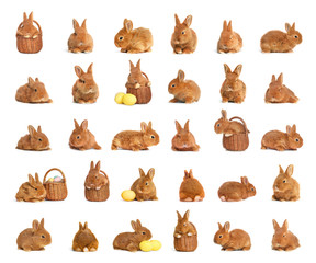 Collage with adorable fluffy Easter bunnies on white background