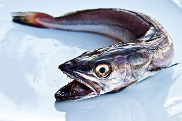 Merluzzo 