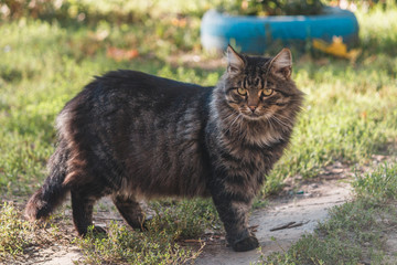 Naklejka na ściany i meble Уличный кот, Street cat