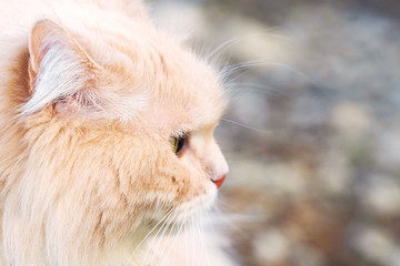 Naklejka na ściany i meble Portrait of long-haired peach cat, side view. Fluffy beige cat, copy space