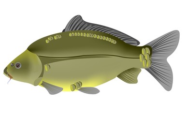 Illustration of a common carp