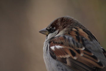 Spatz