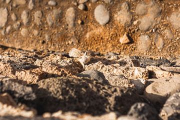 Photo of a squirrel, Fuerteventura, Spain