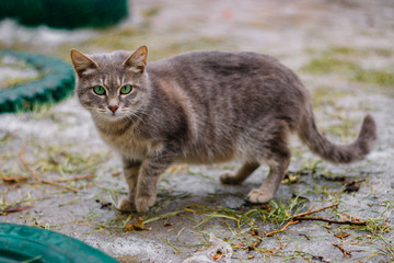 Уличный кот,  Street cat