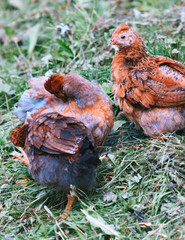 chickens on the grass farm