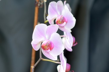 Pink and lilac orchid flowers.