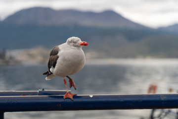 Dolphin Gull standing on one foot in Ushuaia, Argentina