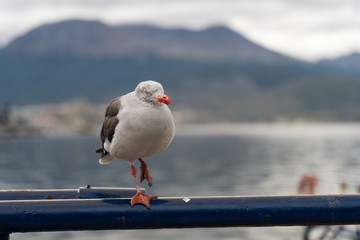Dolphin Gull standing on one foot in Ushuaia, Argentina