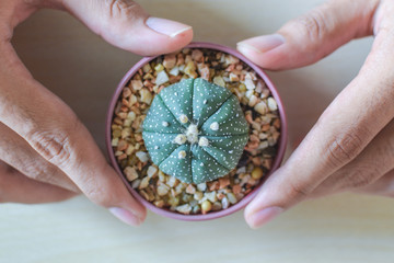 Human hands holding Astrophytum cactus on wood table