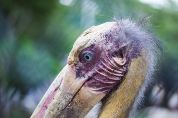 close up head of Lesser adjutant stork