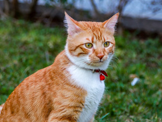 cat on the grass