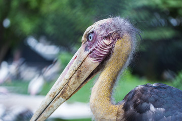 portrait of a Lesser adjutant stork