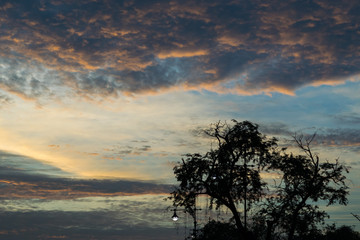 Silhouette tree and twilight sky
