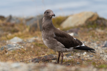 Juvenile Dolphin Gull in Ushuaia, Argentina