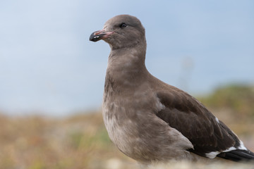 Juvenile Dolphin Gull in Ushuaia, Argentina
