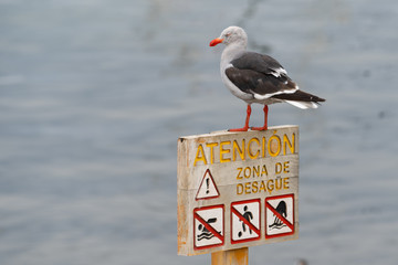 Dolphin Gull on a sign post