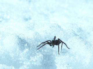 snow and spider