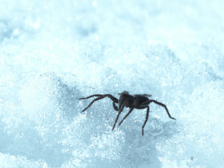 spider and snow