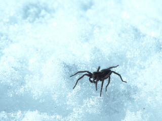spider on the snow
