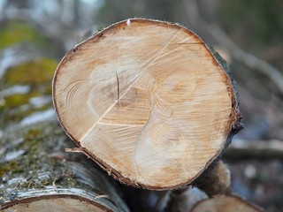 Lagerplatz - gerodete Birken trocknen im Wald	