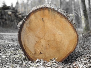 Kettensäge - großer Eschenbaum mit vielen Jahresringen	
