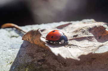 ladybug is sitting on a dry leaf in forest