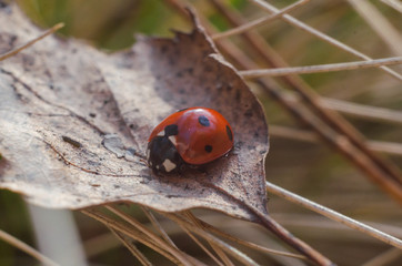ladybug is sitting on a dry leaf in forest