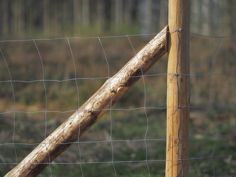 Aufforsten - Maschendrahtzaun sch&uuml;tzt Jungb&auml;ume vor Verbiss