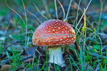 Setas y Hongos en el bosque
