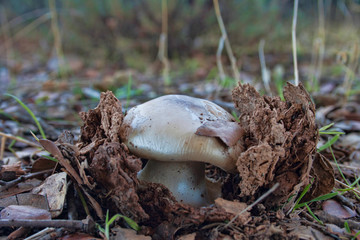 Setas y Hongos en el bosque