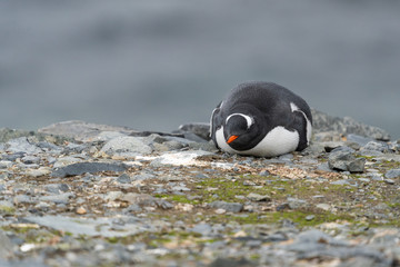 Gentoo Penguin at Half Moon Island in the south Shetland Islands, Antarctica