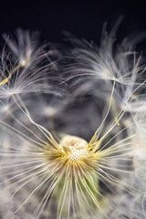 Naklejka premium closeup photograph of dandelion flower dropping delicate seeds