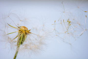 closeup photograph of dandelion flower dropping delicate seeds