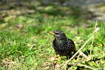 Starling on green grass , spring photo, bird