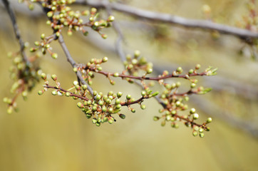 Brunch of sakura tree in spring, photo , blossom