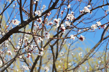 Brunch of sakura tree in spring, photo , blossom