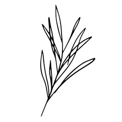 Fototapeta premium Single hand drawn exotic tropical leaf. In doodle style, black outline isolated on a white background. Cute element for cards, posters, social media banners, stickers. Vector illustration.