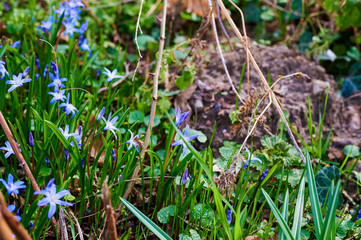 Close-up of many squill (Scilla siberica), which bloom on a forest clearing in the sunshine. A bee sits on a flower and collects the first pollen.