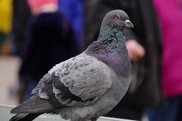 One pigeon looks intently at the camera against the background of the city of blurred. The dove looks towards the camera.