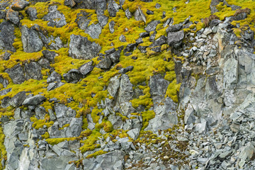 Moss in the middle of rocks