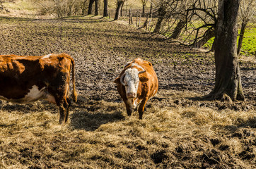 stado krów w Bieszczadach © wedrownik52