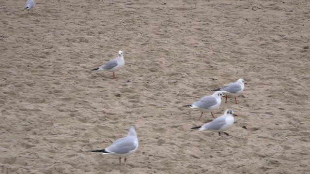 Group of Seagulls on sandy beach; slow motion shot.