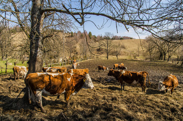stado krów w Bieszczadach © wedrownik52
