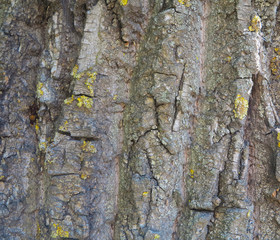 tree bark for background