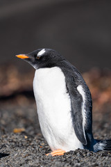 Gentoo Penguin at Pendulum Cove on Deception Island in Antarctica