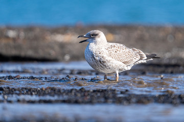 Obraz premium Juvenile Kelp Gull at Whalers Bay in Antarctica