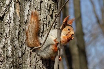 A red fluffy squirrel nibbles pine nuts on the ground, in early spring on a Sunny day. Animals are awakening from hibernation in a city Park.