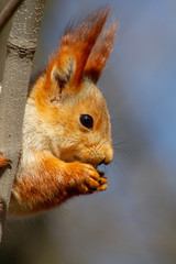 A red fluffy squirrel nibbles pine nuts on the ground, in early spring on a Sunny day. Animals are awakening from hibernation in a city Park.