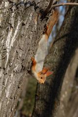 A red fluffy squirrel nibbles pine nuts on the ground, in early spring on a Sunny day. Animals are awakening from hibernation in a city Park.